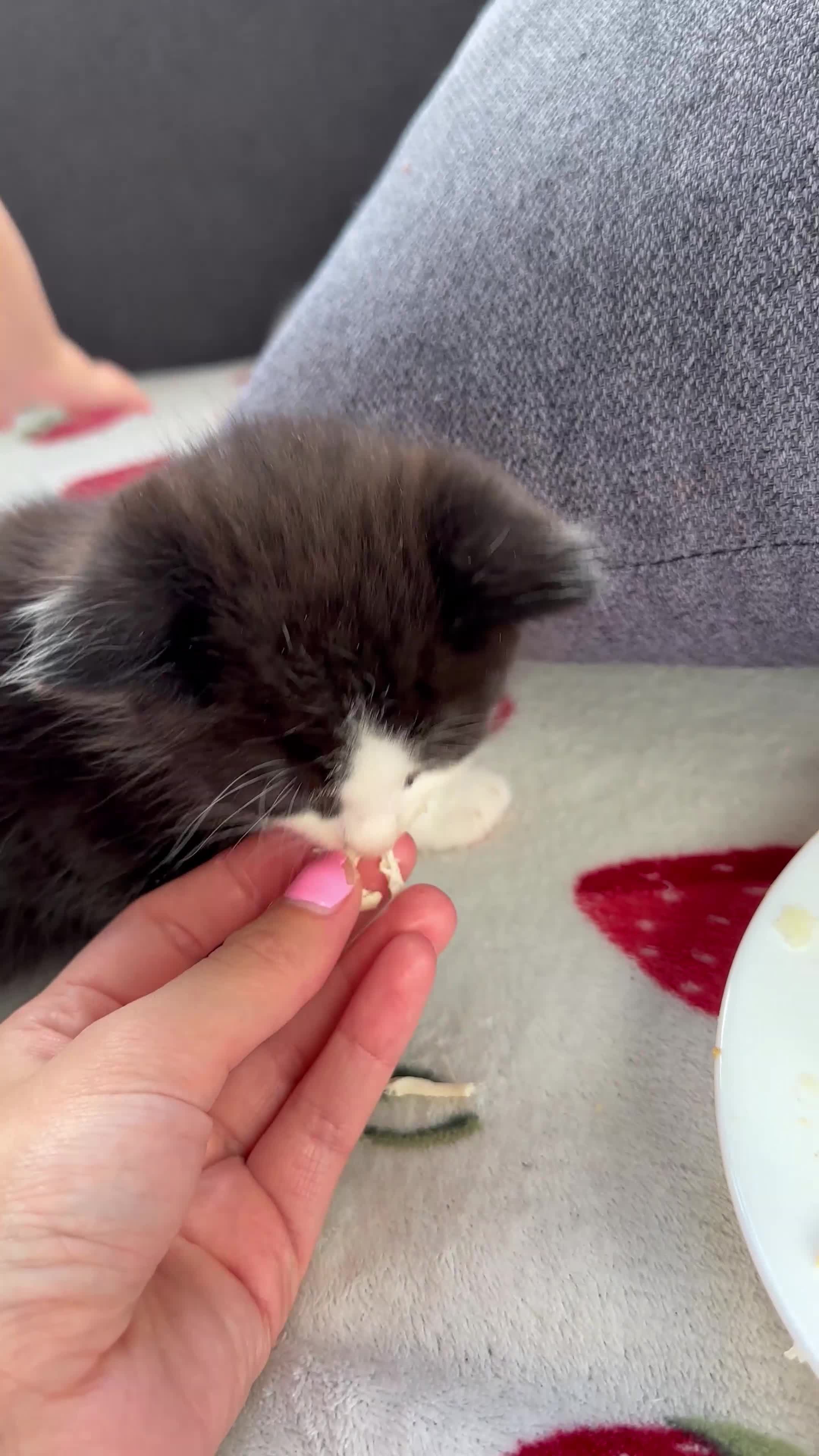 Mixed Breed cats for sale: Fluffy kittens  - Video 2