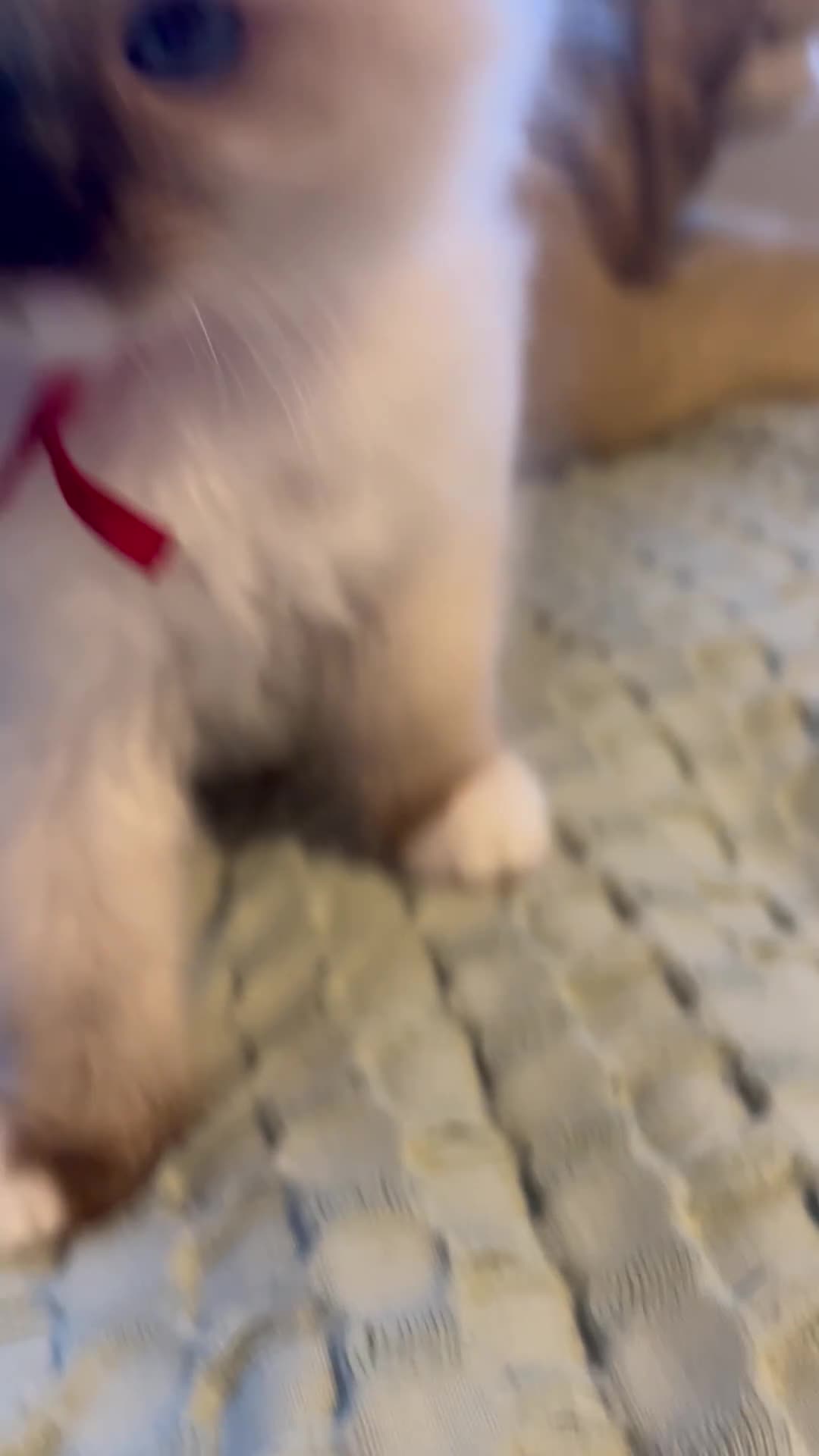 Ragdoll cats for sale: **LAST BOY** CHUNKY RAGDOLL KITTENS FOR SALE - Video 1