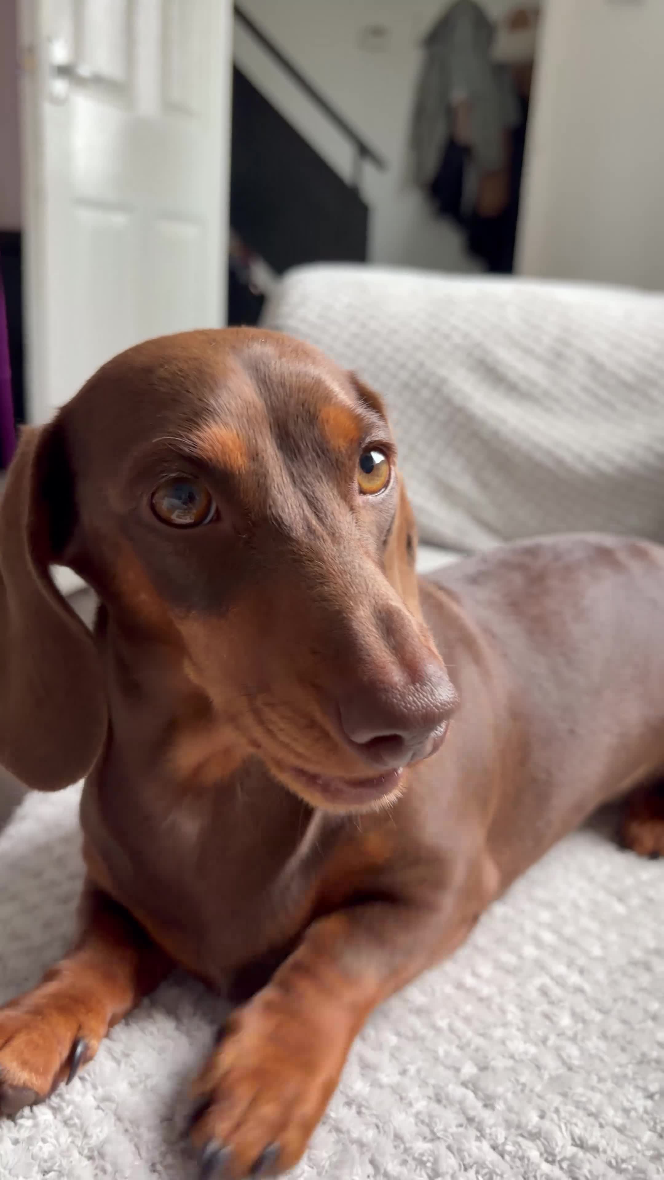 Miniature Dachshund dogs for sale: Two female miniature daschunds in Cwmbran - Video 1