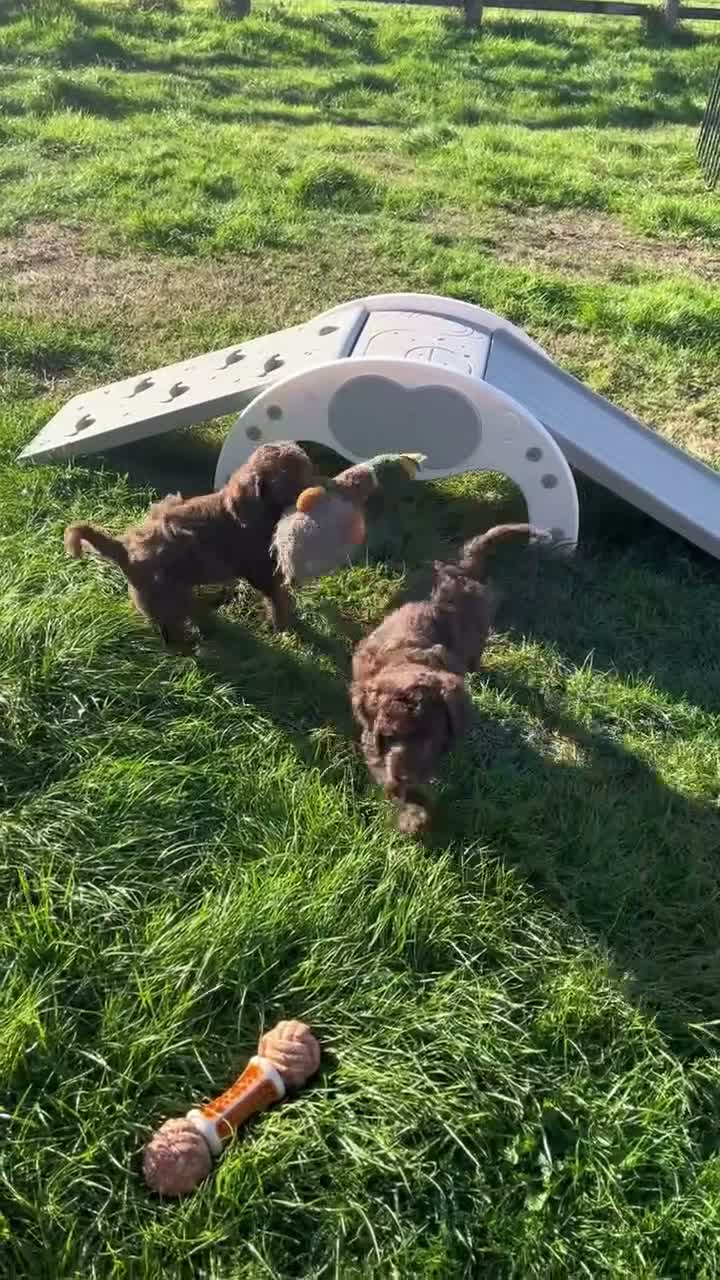 Goldendoodle dogs for sale: Gorgeous Goldendoodle males - ready now! in Taunton - Video 1