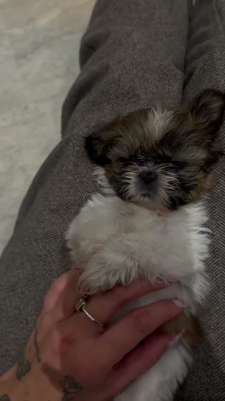 Shih Tzu dogs for sale: 💖 2 Shih tzu girls ! - Video 1