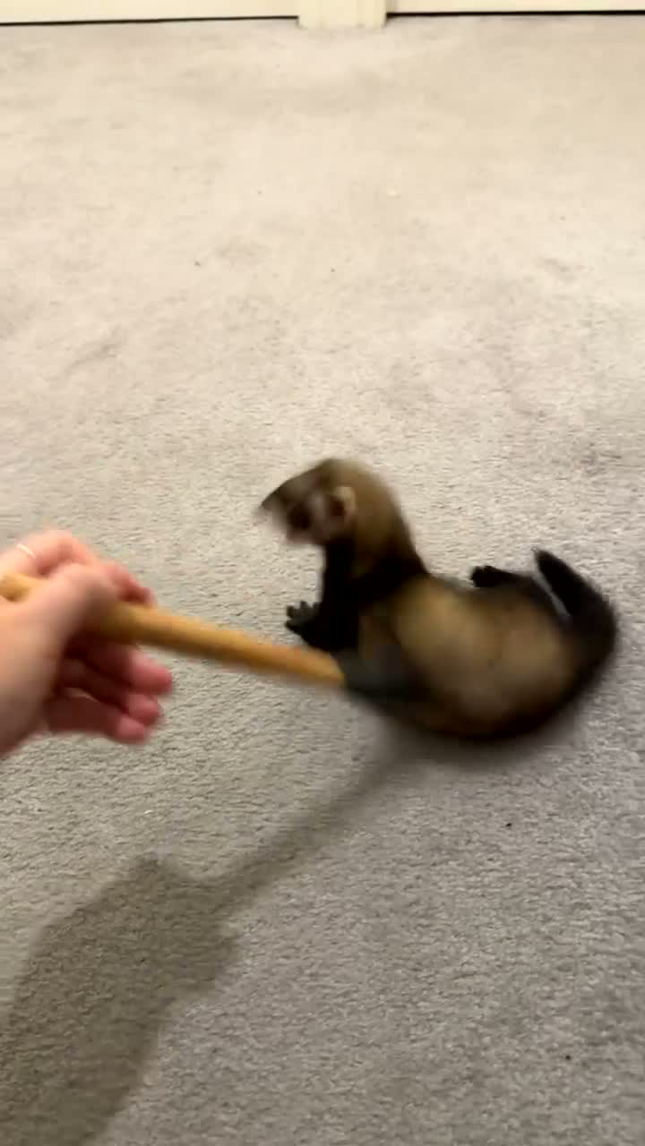 Ferret rodents for sale: 2x baby ferret  in Wolverhampton - Video 3