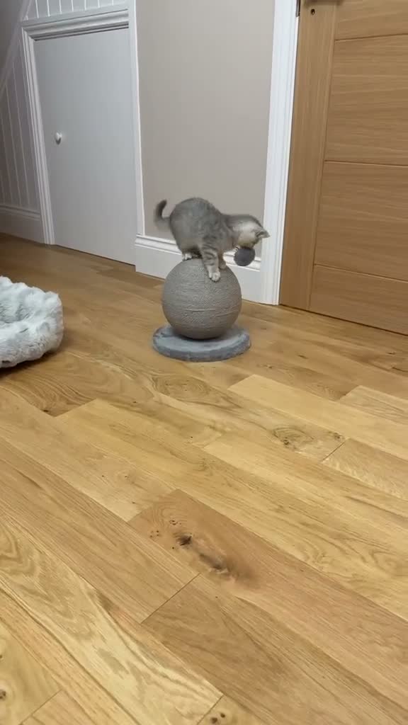 British Shorthair cats for sale: British shorthair chinchillas - Video 2