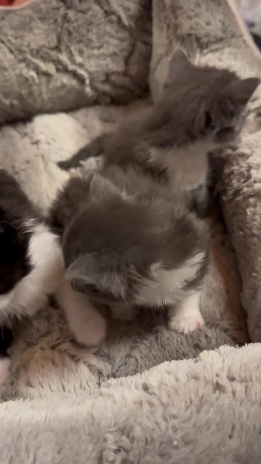 Maine Coon cats for sale: Maine Coon Crosses - Video 5