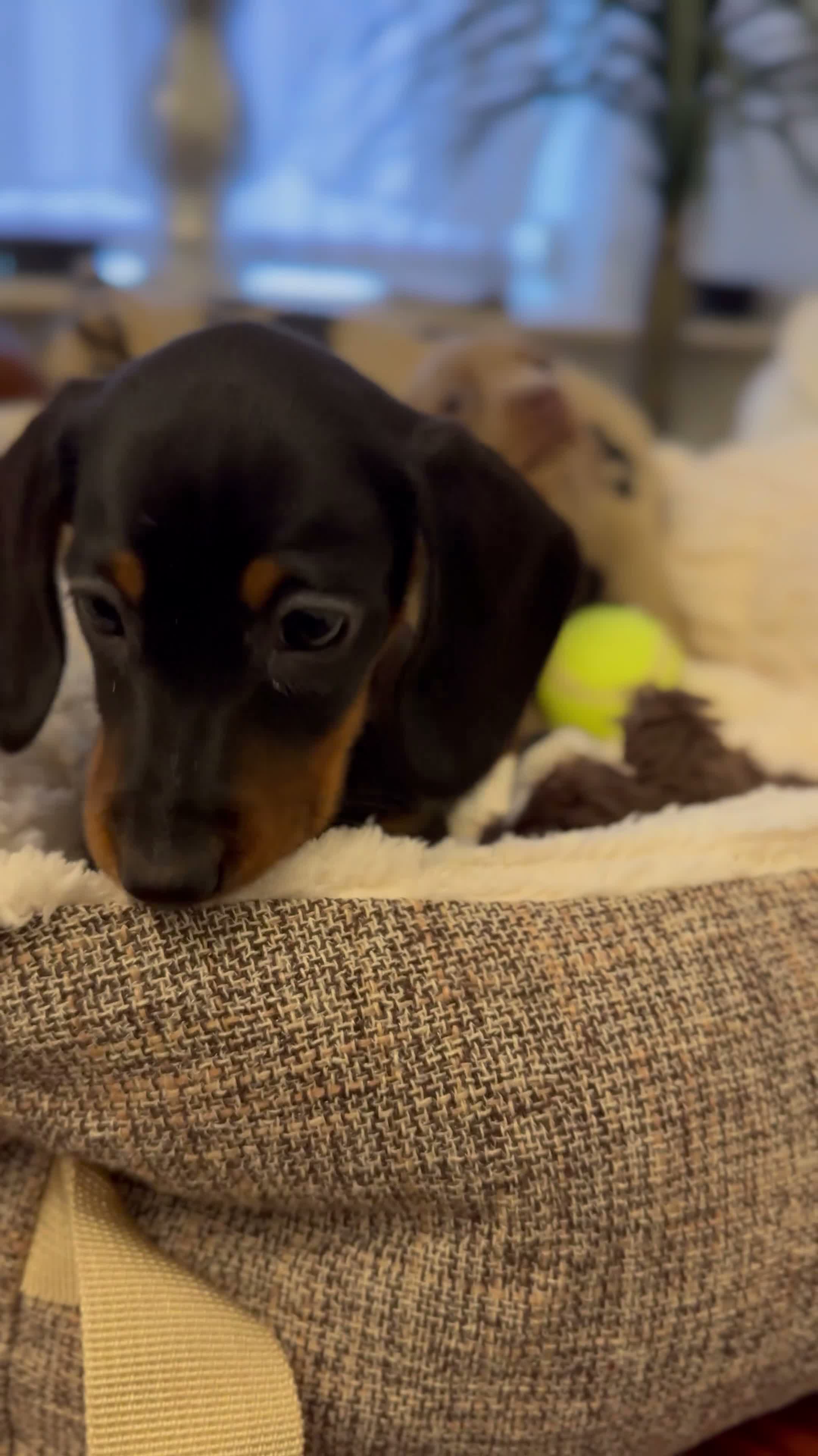 Miniature Dachshund dogs for sale: Miniature Dachshunds  - Video 1