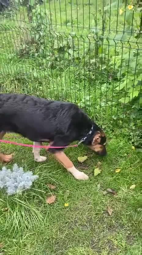 Mixed Breed dogs for adoption: 💙🐶 BRUNO -The Big, Loving Pup: FOSTER or ADOPT - Video 4