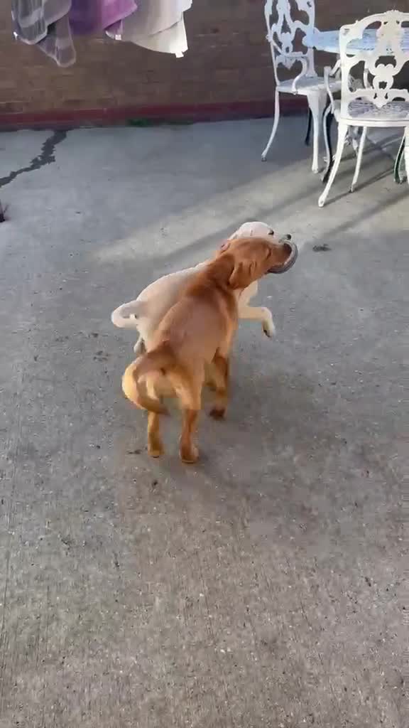 Labrador Retriever dogs for sale: Two beautiful labradors in London - Video 1