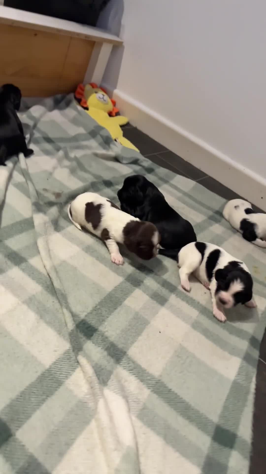 Mixed Breed dogs for sale: 5 BEAUTIFUL SPRINGER/SPROCKER PUPPIES FO SALE  - Video 3