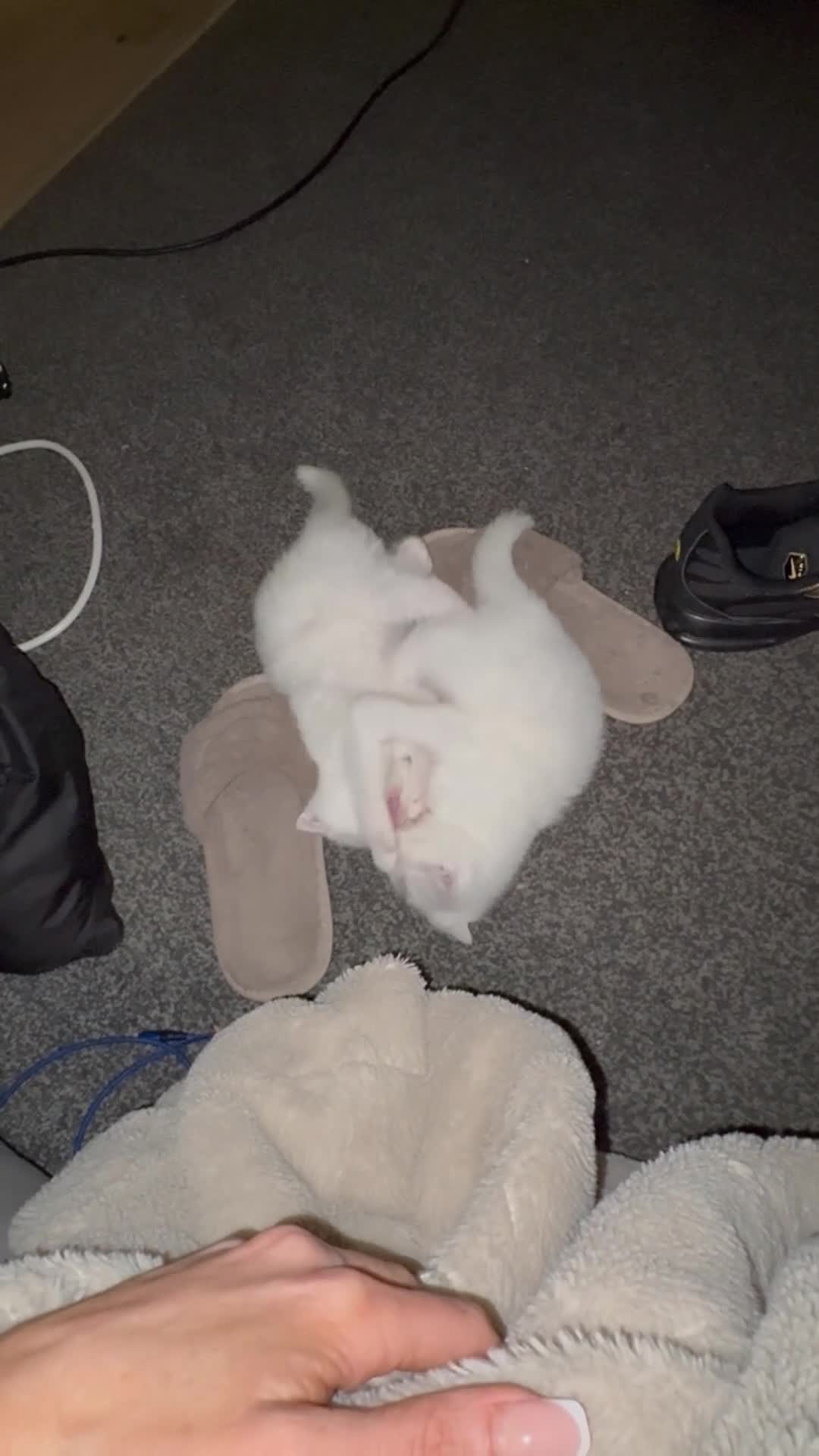 Scottish Fold cats for sale: Scottish fold kittens ready for homes  - Video 1