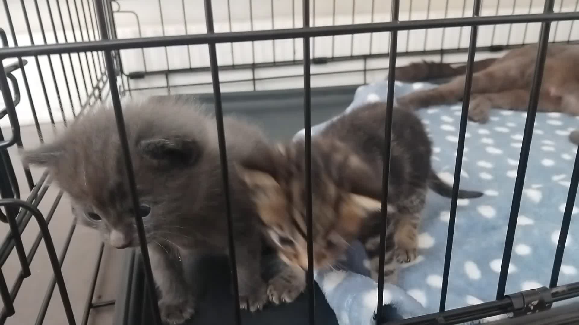 Domestic Shorthair cats for sale: kittens - Video 3