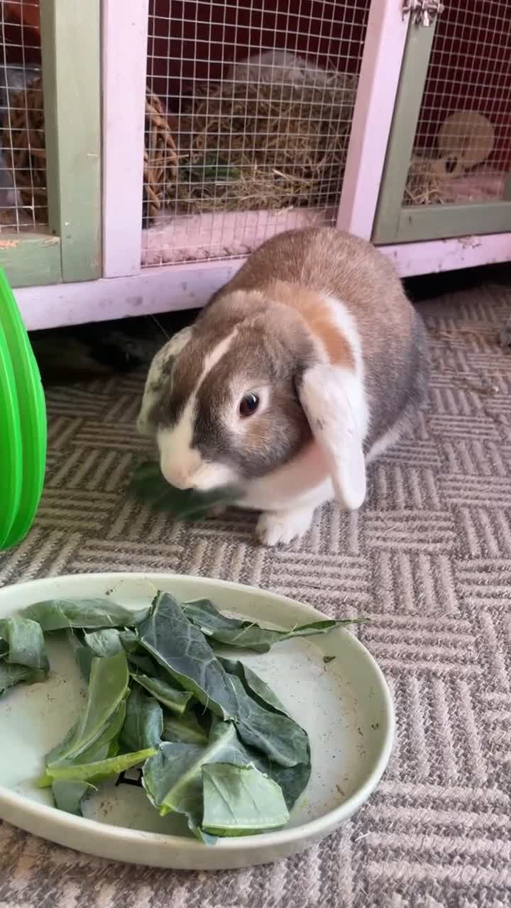 French Lop rabbits for sale: Looking to rehome my female lop rabbit - Video 4