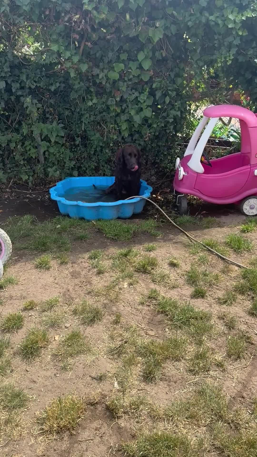 Mixed Breed dogs for sale: Sprockerdor looking for new home  - Video 1