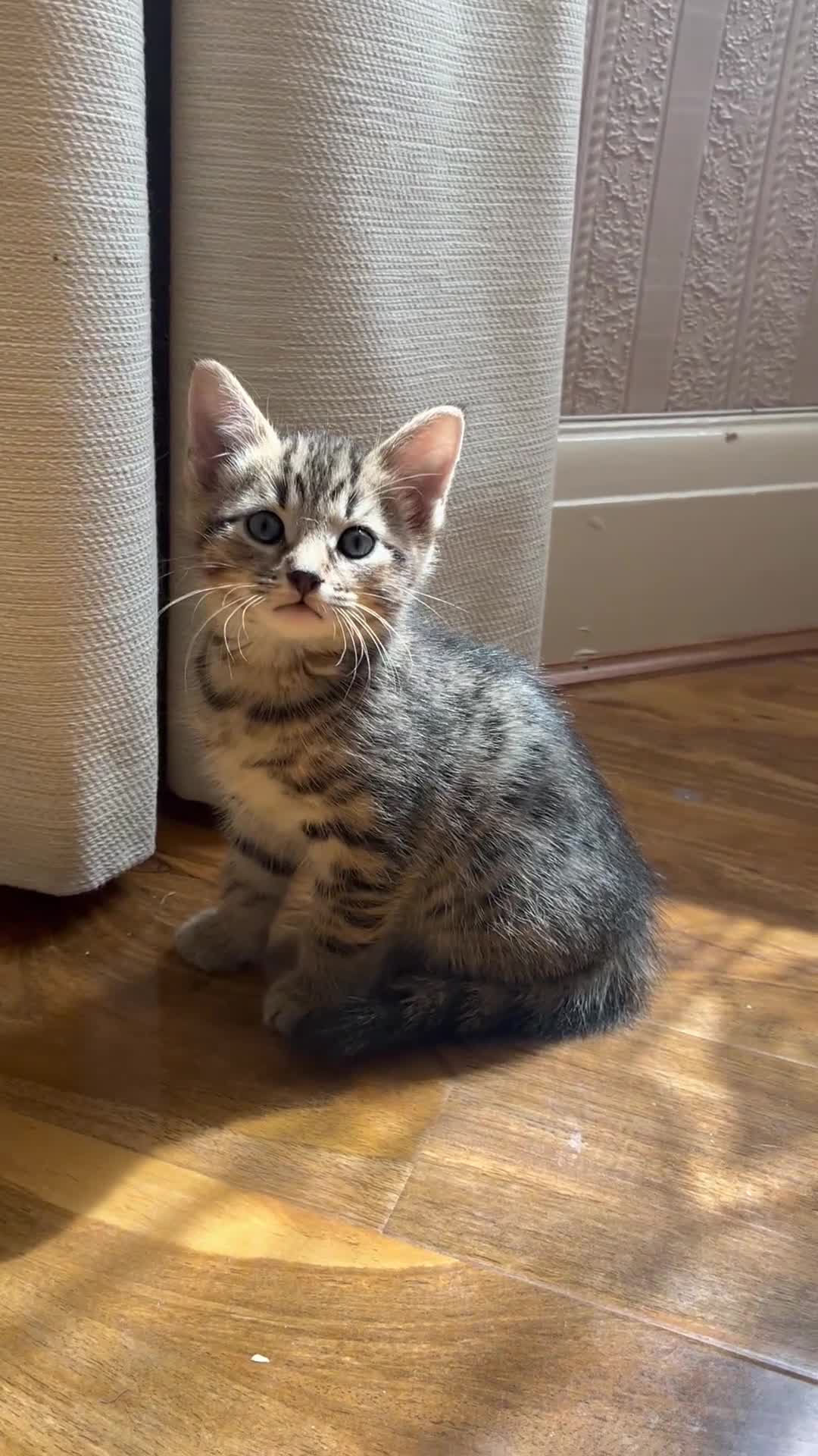 Mixed Breed cats for sale: Amazing stripy Bengal x kittens ready now - Video 2