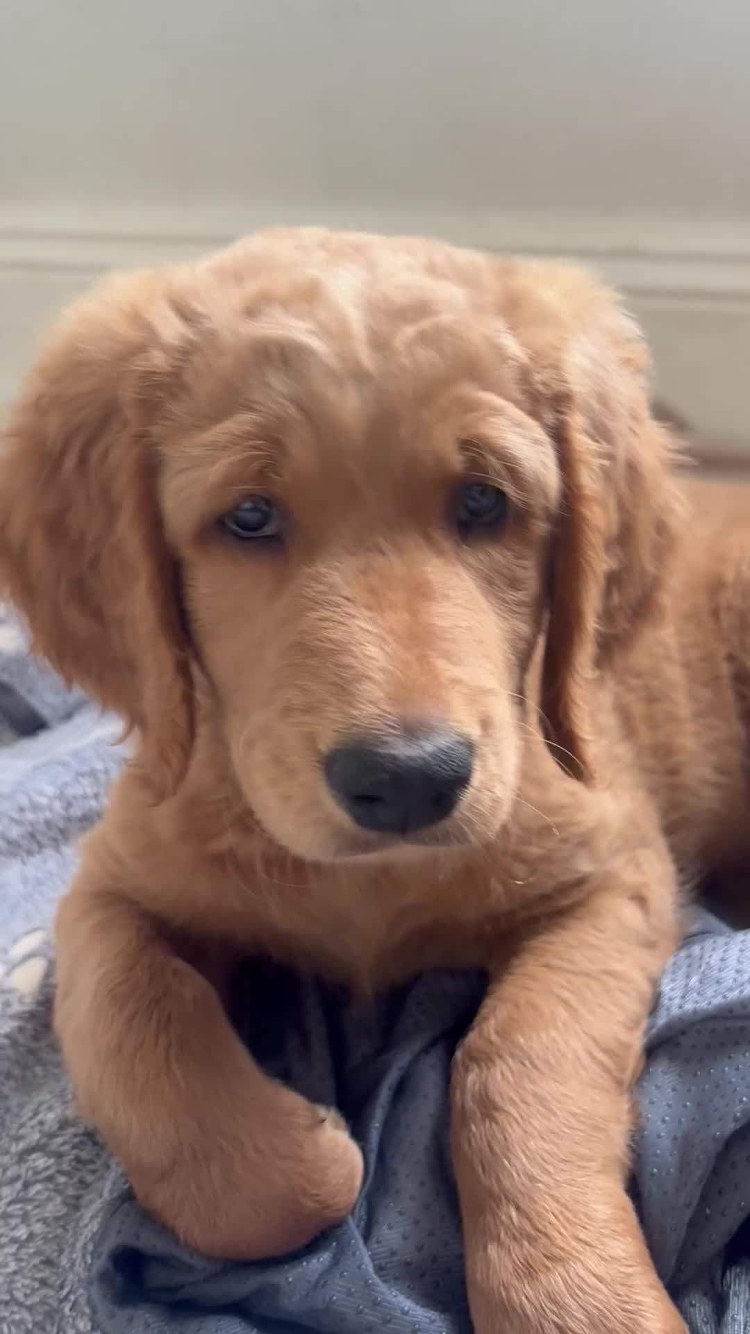 Double Doodle dogs for sale: READY FOR THEIR FOREVER HOMES double/goldendoodles - Video 3