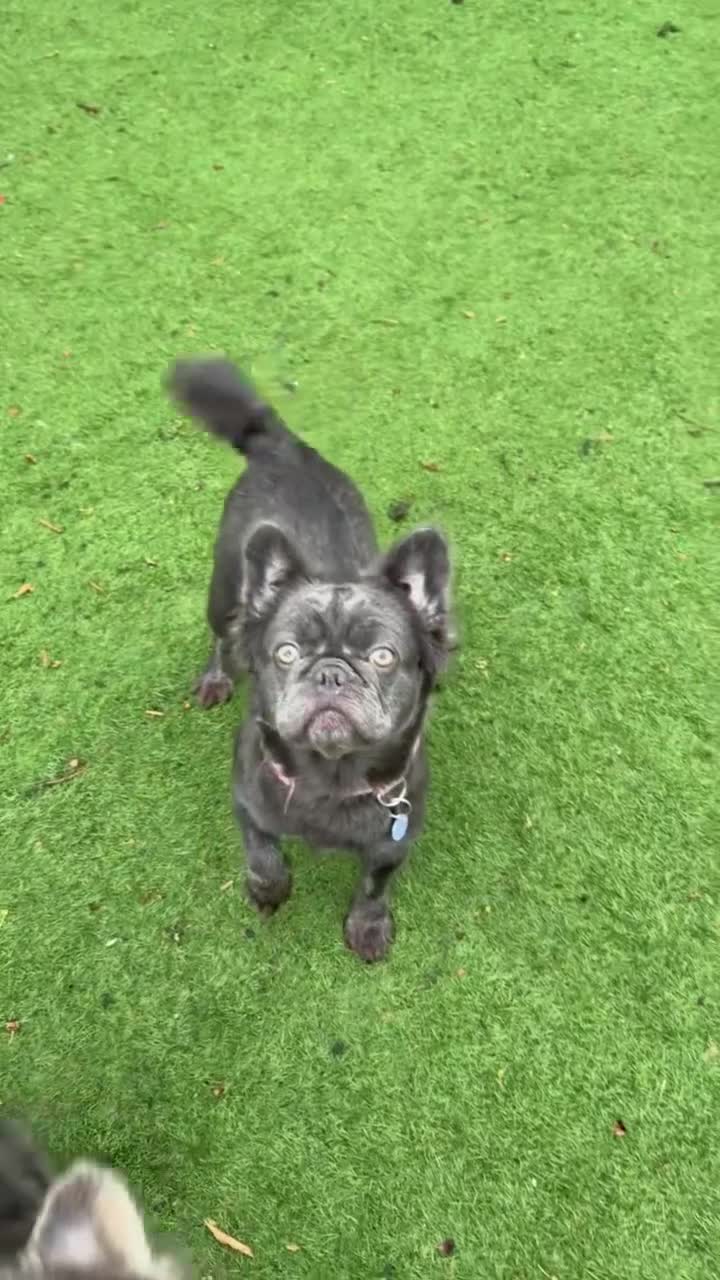 French Bulldog dogs for sale: Visual Fluffy Frenchie KC  - Video 1