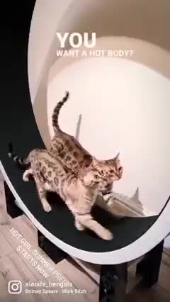 Bengal cats for sale: 🖤🤎🧡🤍Bengal sisters🤍🧡🤎🖤 - Video 1