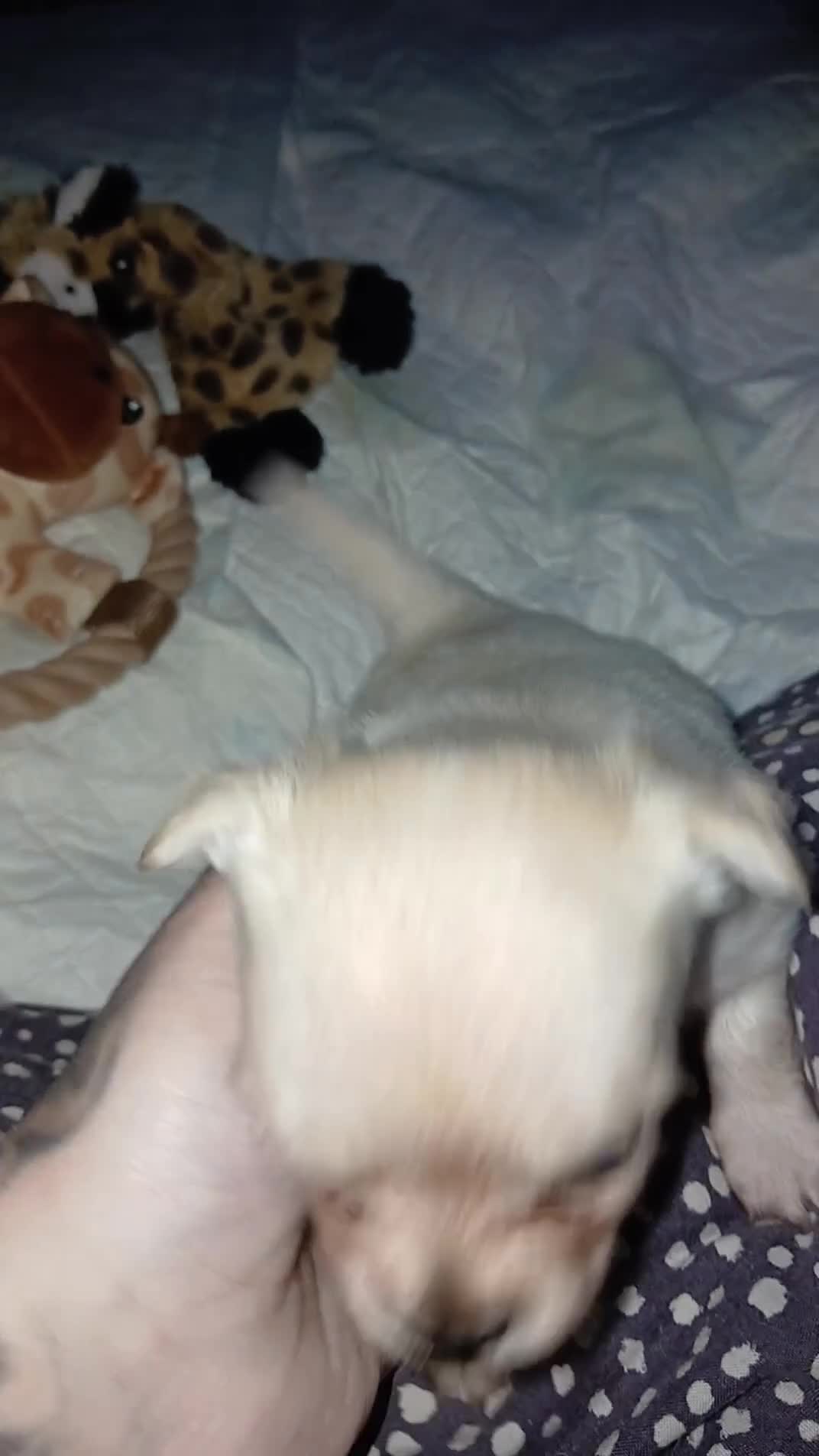 Chug dogs for sale: Chugs 1 light grey boy 1 white & cream girl - Video 1