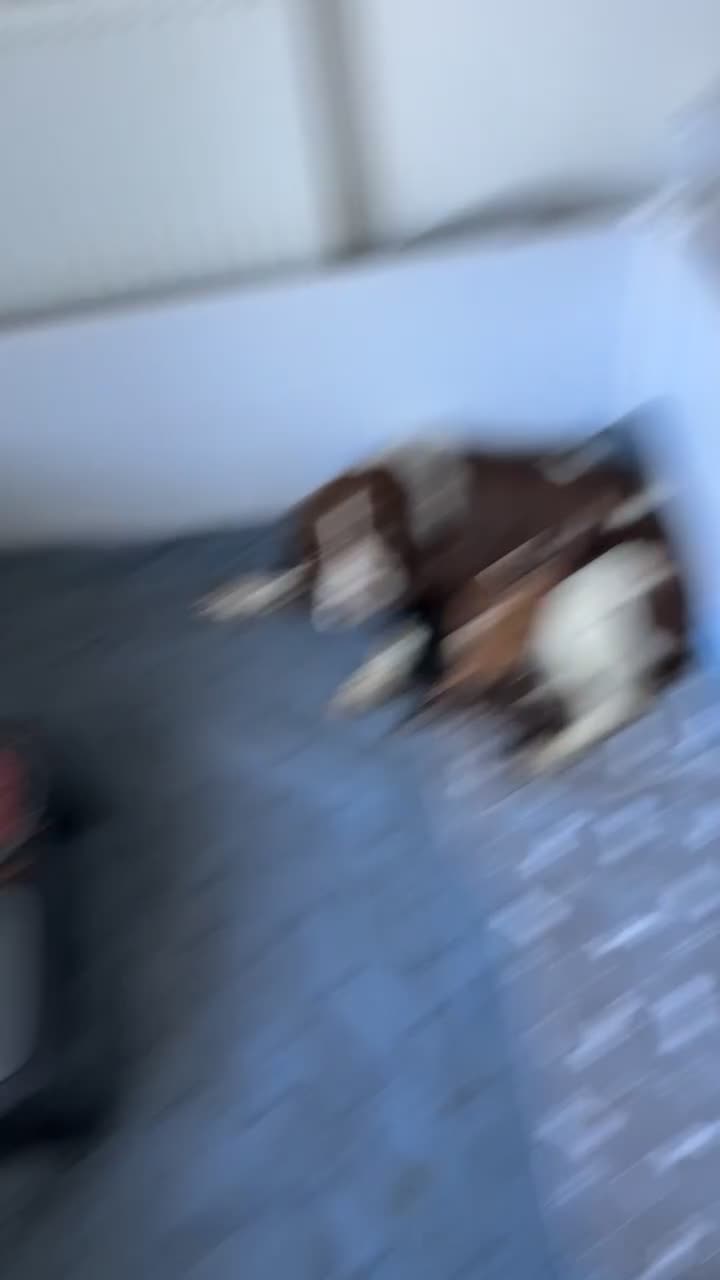 Cocker Spaniel dogs for sale: Amazing litter of 7 cocker spaniels  - Video 3
