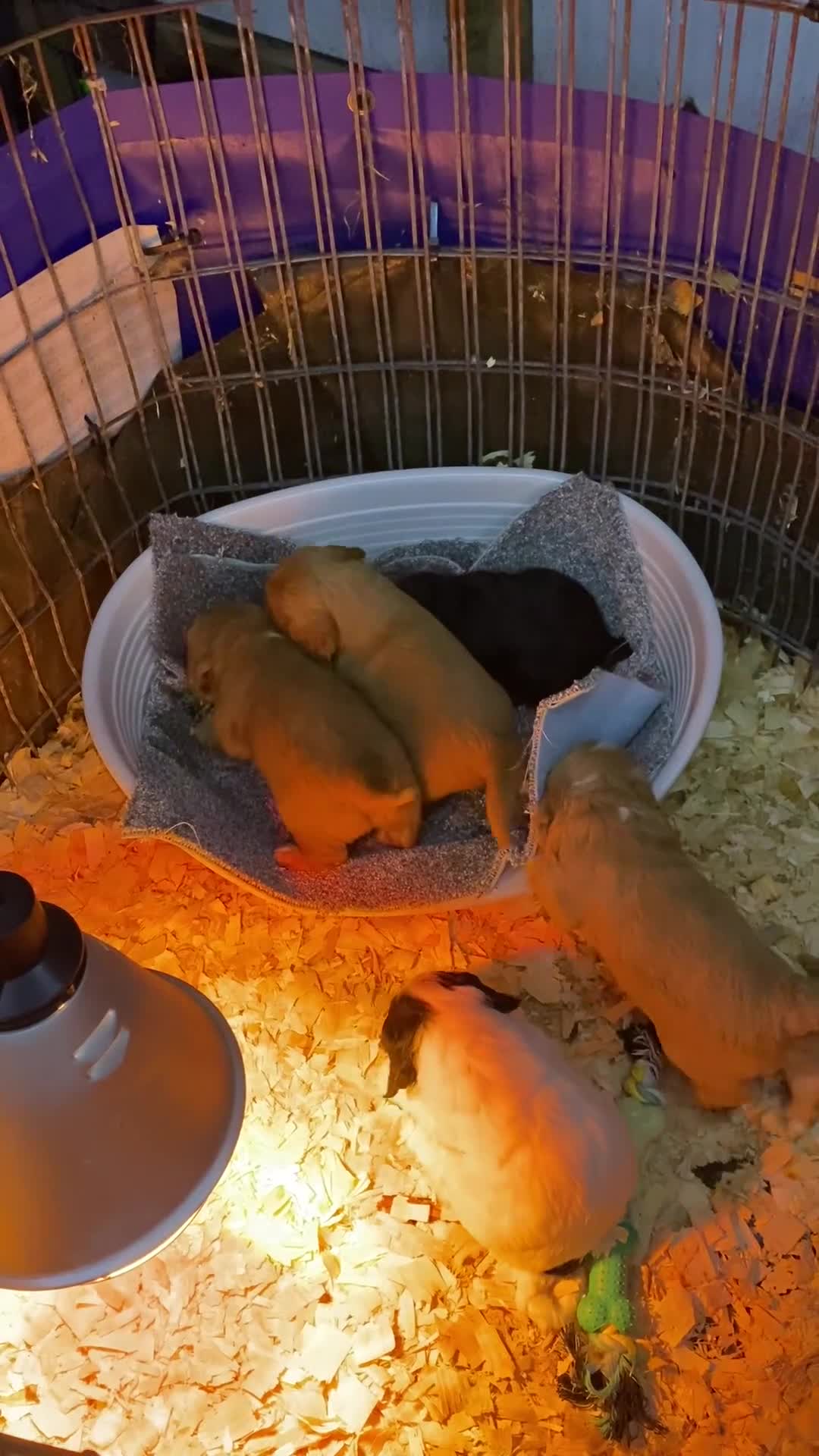 Cockapoo dogs for sale: FIB COCKAPOO - Video 1