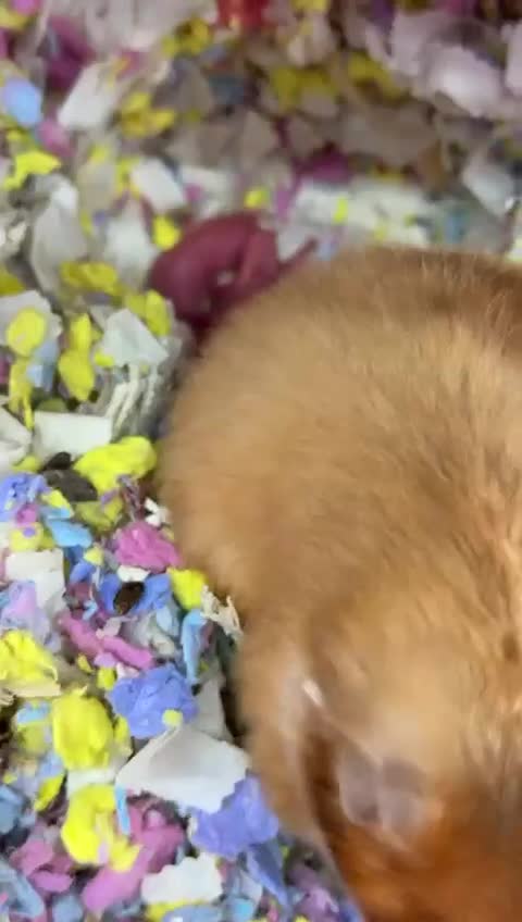Hamster rodents for sale: Baby Syrian hamsters - Video 2