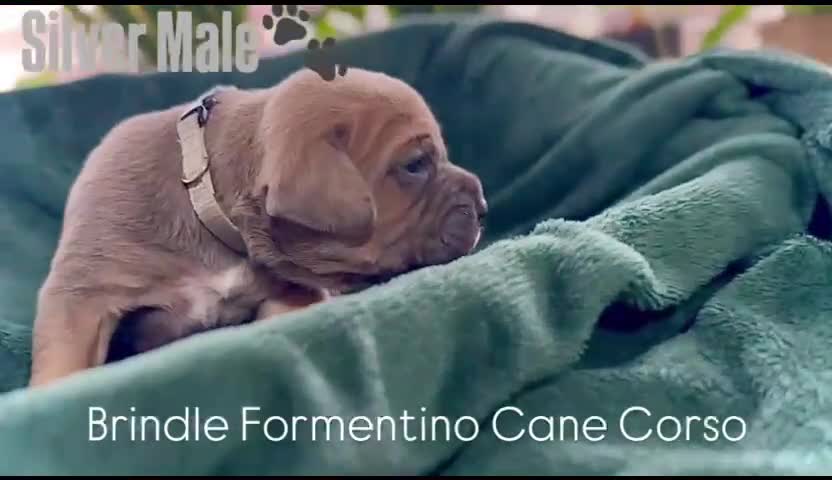 Cane Corso dogs for sale: Cane corso  - Video 1