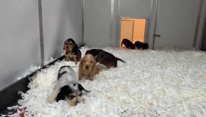 Cocker Spaniel dogs for sale: Show Type Cocker Spaniel Puppies 🐶 - Video 2