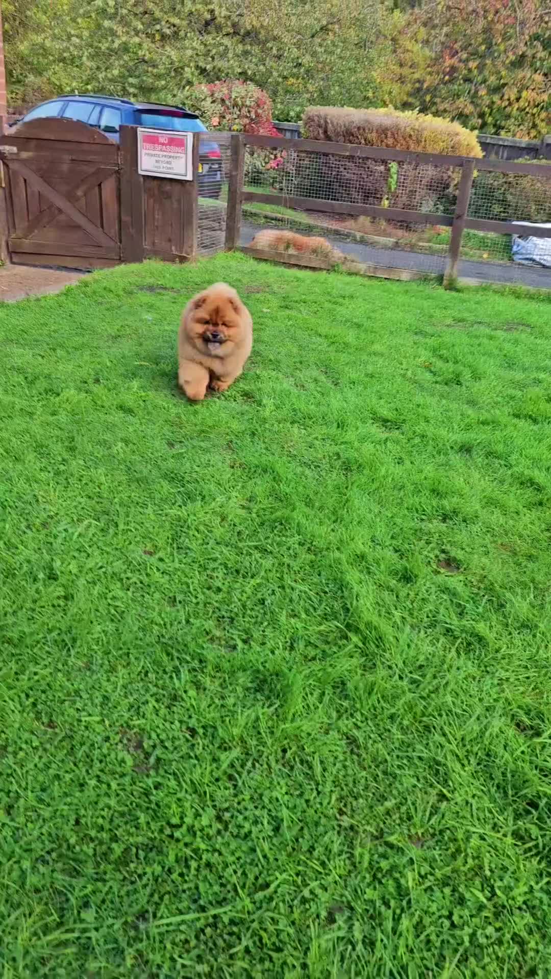 Chow Chow dogs for sale: Crufts champion pedigree  - Video 2