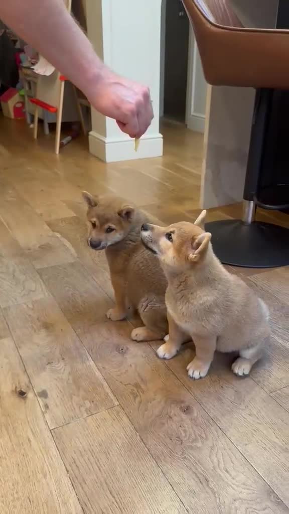 Japanese Shiba Inu dogs for sale: Exceptional Shiba Inu Puppies for Sale in London - Video 1