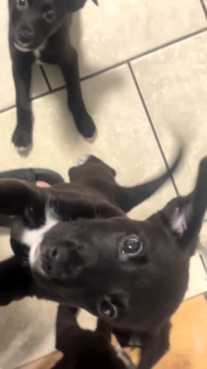 Mixed Breed dogs for sale: Three mixed breed puppies for sale in Liverpool - Video 1