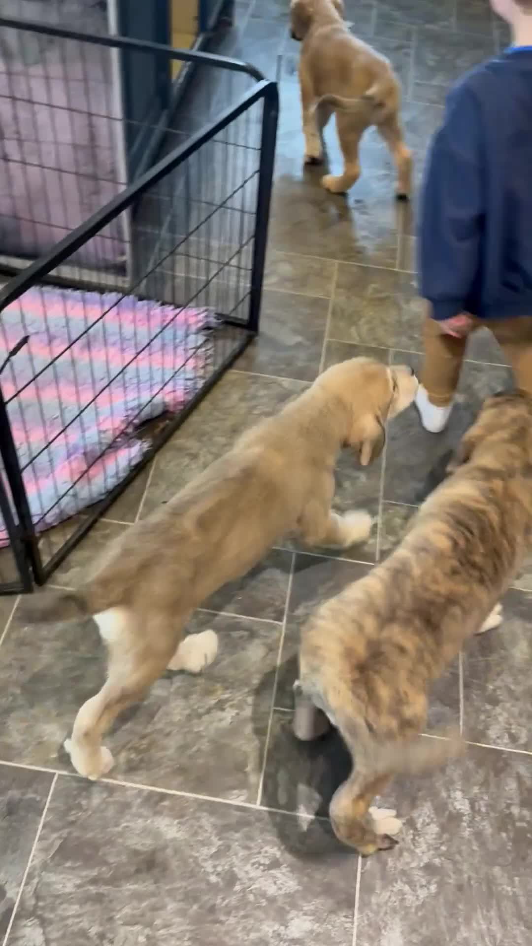 Mastiff dogs for sale: Registered Spanish mastiff puppies  - Video 1