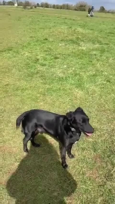 Mixed Breed dogs for adoption: TED - 5 yrs, medium, playful, loves other dogs in Ross-on-Wye - Video 1