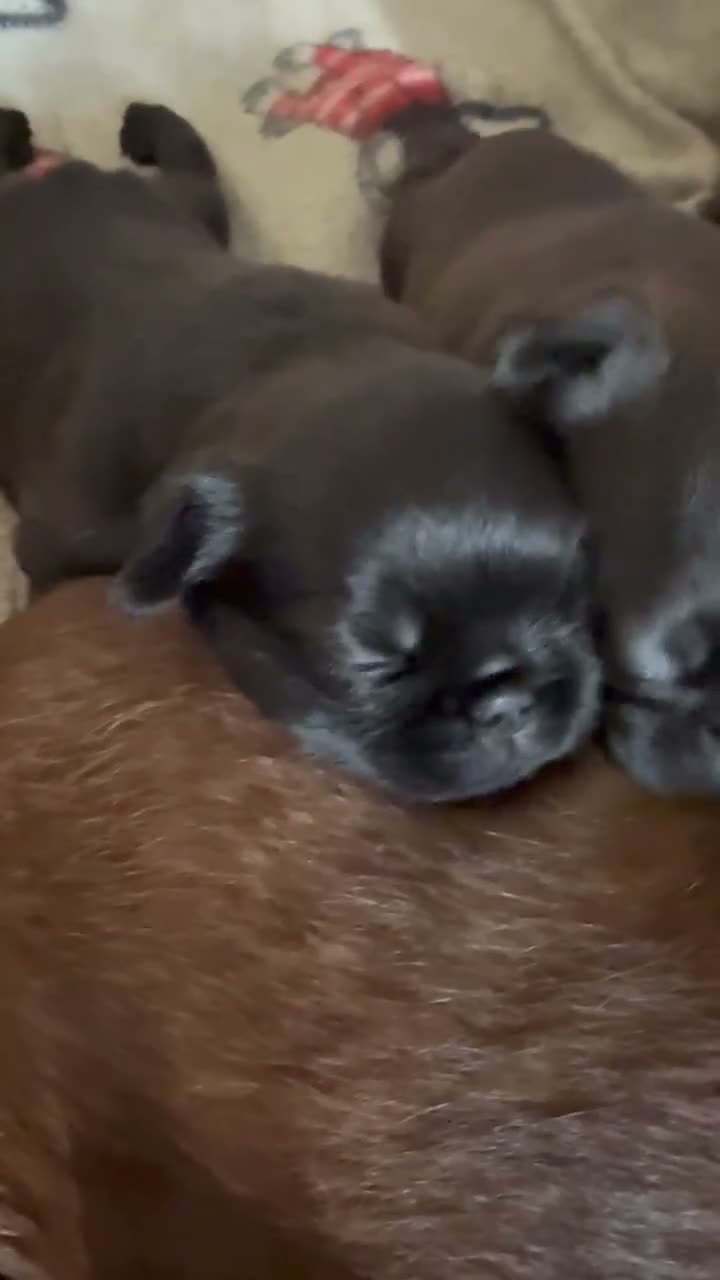 Griffon Bruxellois dogs for sale: 🖤 A Very Special Merrywives Griffon Girl  - Video 1