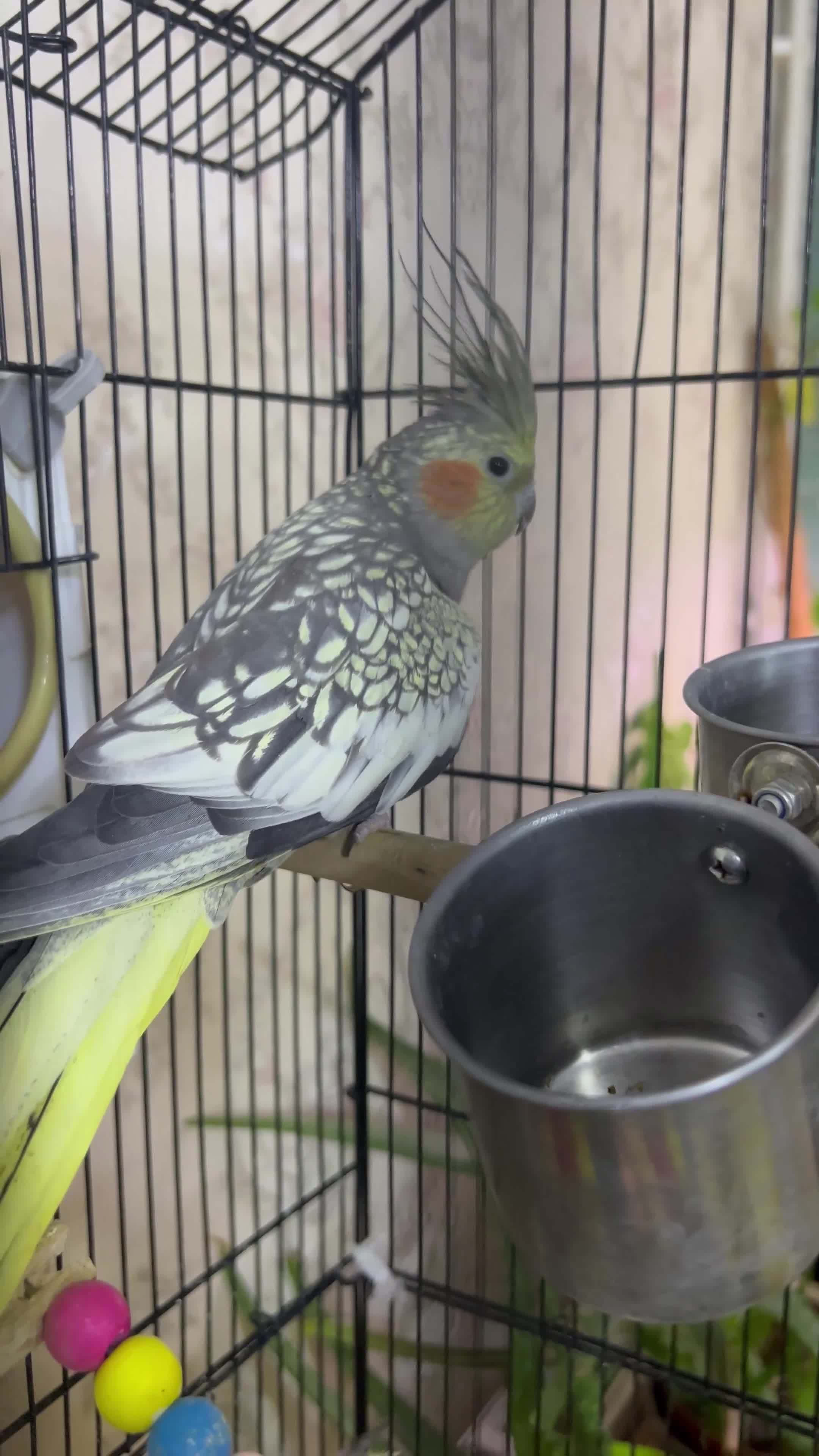 Cockatiels birds for sale: Beautiful Cockatiel (Pearl Mutation)Female - Video 1