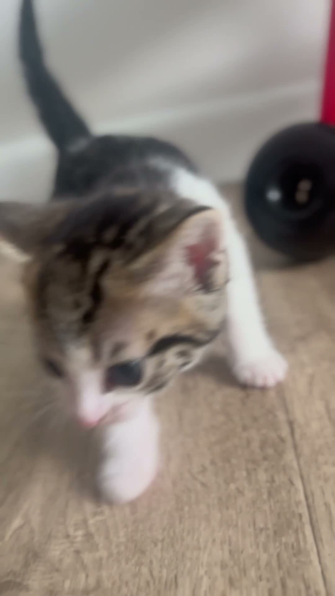 Domestic Shorthair cats for sale: Female tabby shorthair  - Video 1