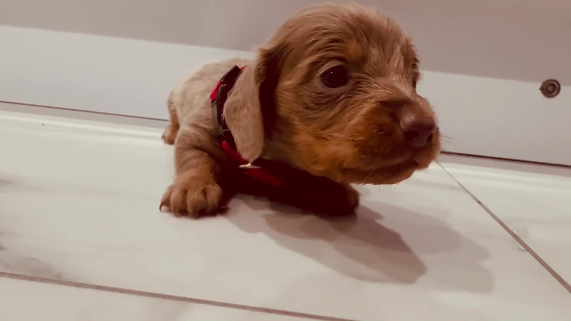 Miniature Dachshund dogs for sale: Last 2 blue&tan girls kc longhair mini dachshunds - Video 4
