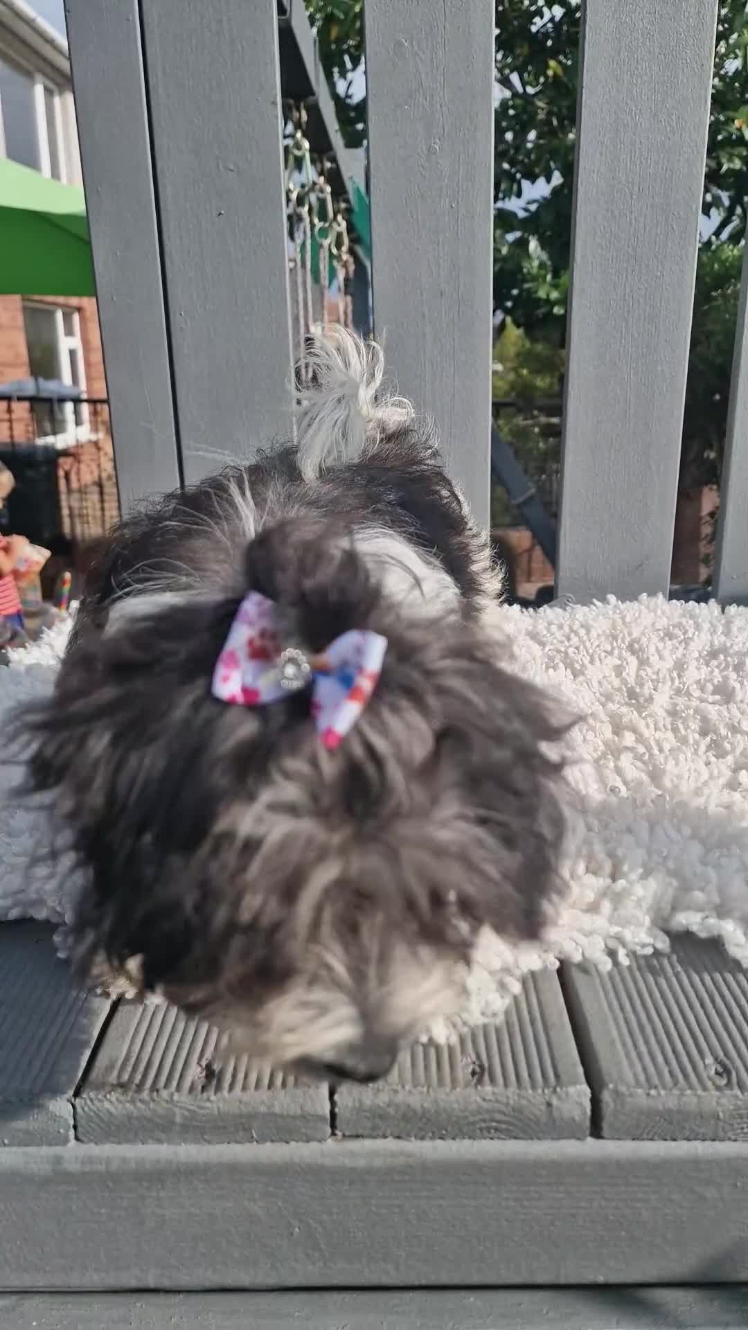 Maltipoo dogs for sale: Dominc C - Video 1