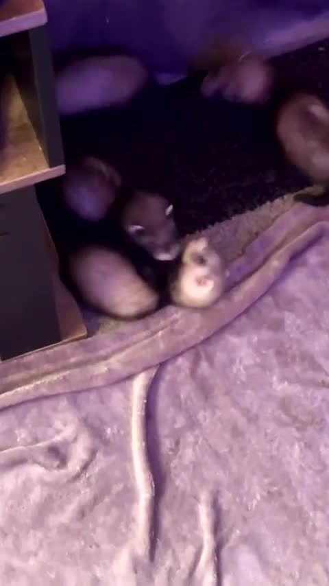 Ferret rodents for sale: Ferrets - Video 5