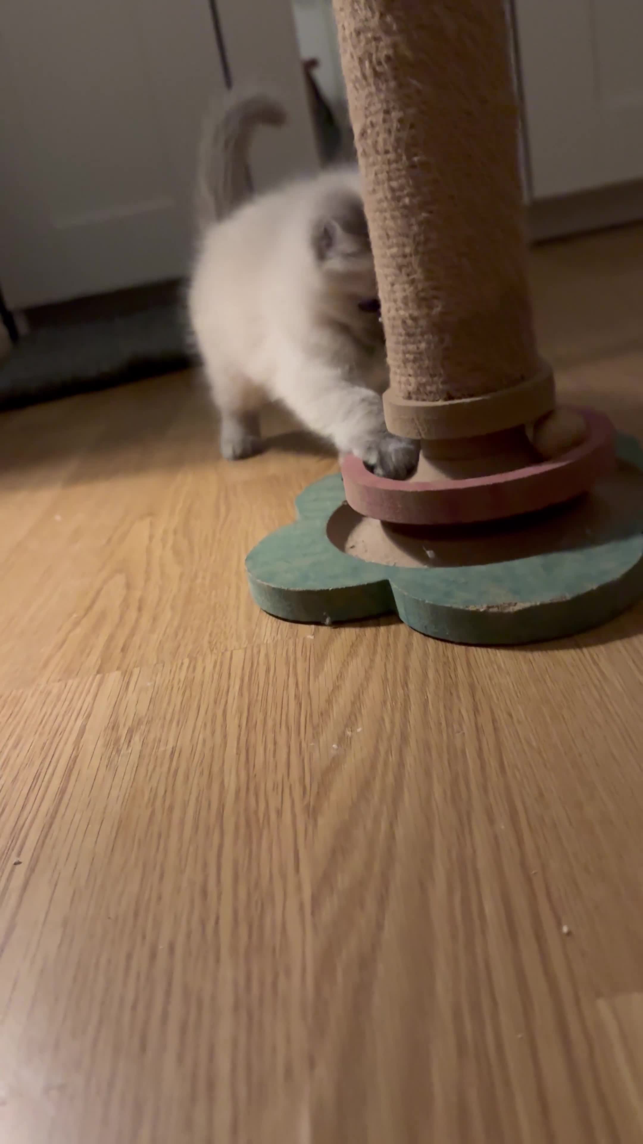 Ragdoll cats for sale: 2 ragdoll kittens  - Video 2