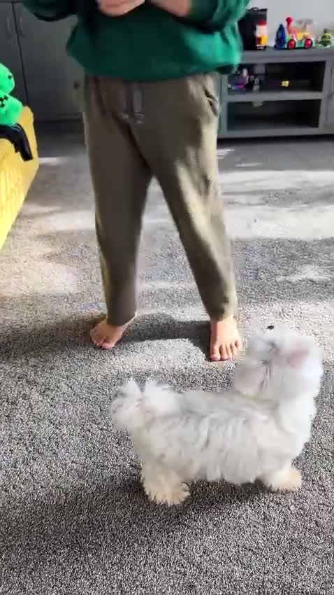 Maltese dogs for sale: Sad sale due to allergy  in Swindon - Video 3