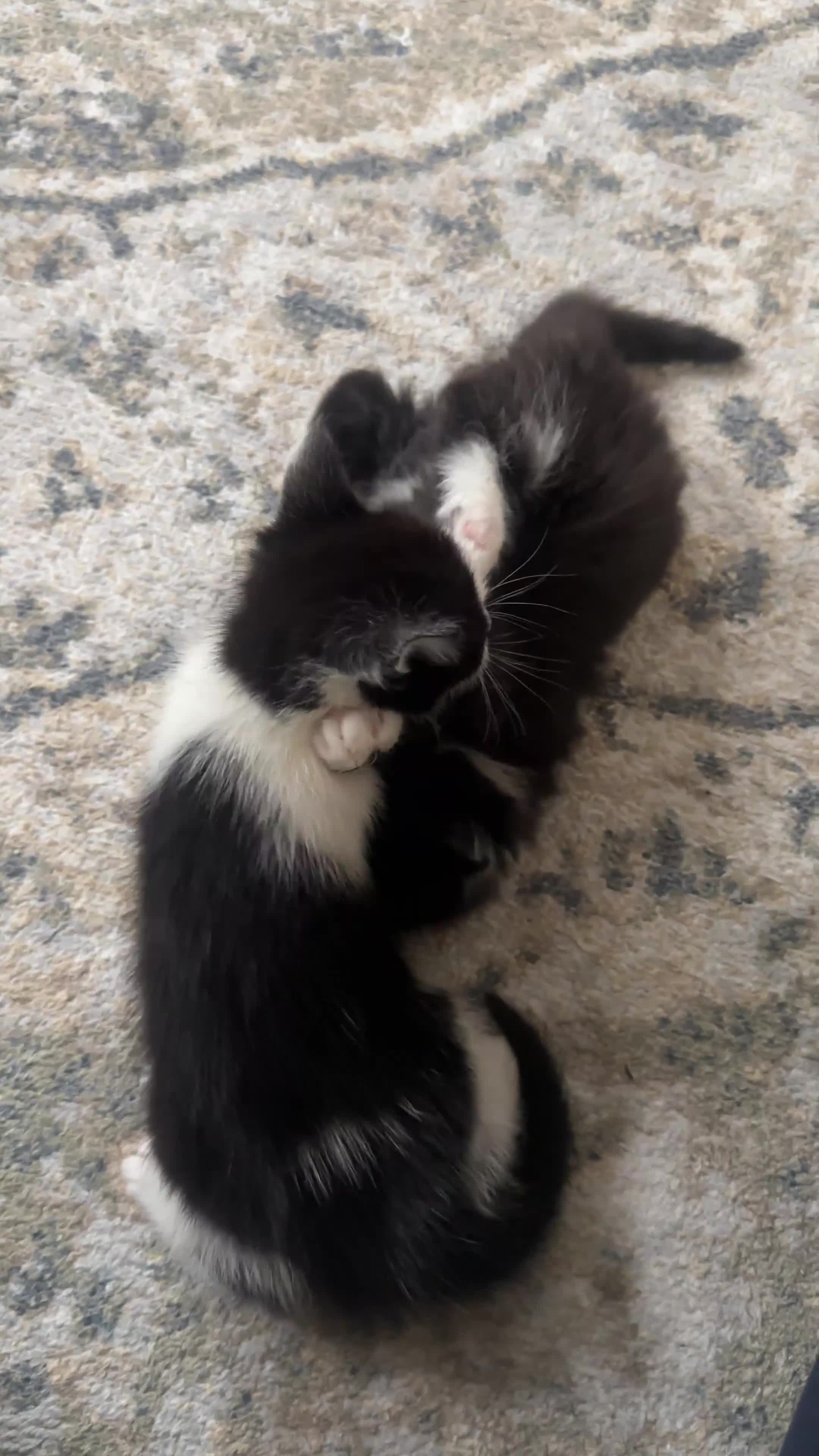 Domestic Shorthair cats for sale: Adorable Domestic Short Hair Tuxedo kittens 8weeks in Harrow - Video 1