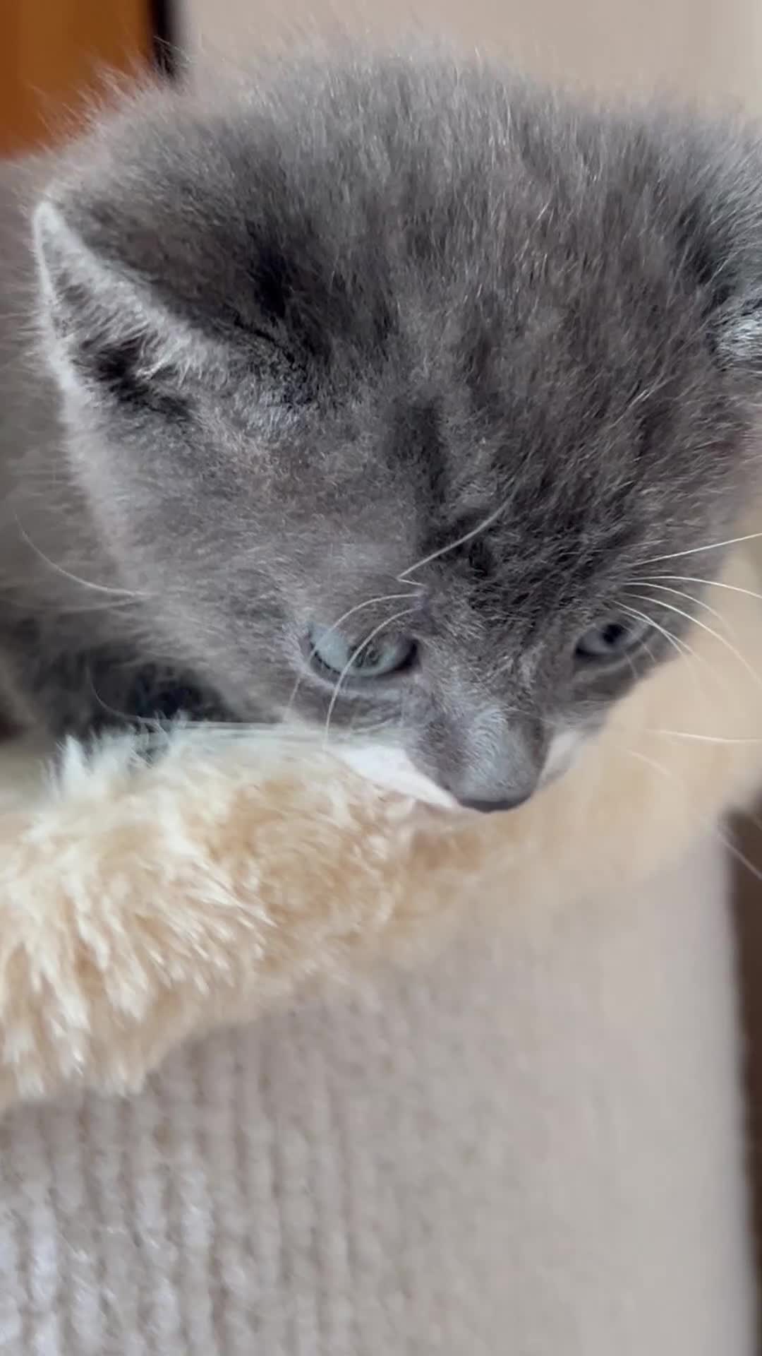 Mixed Breed cats for sale: Kittens for Sale £160 - Video 2