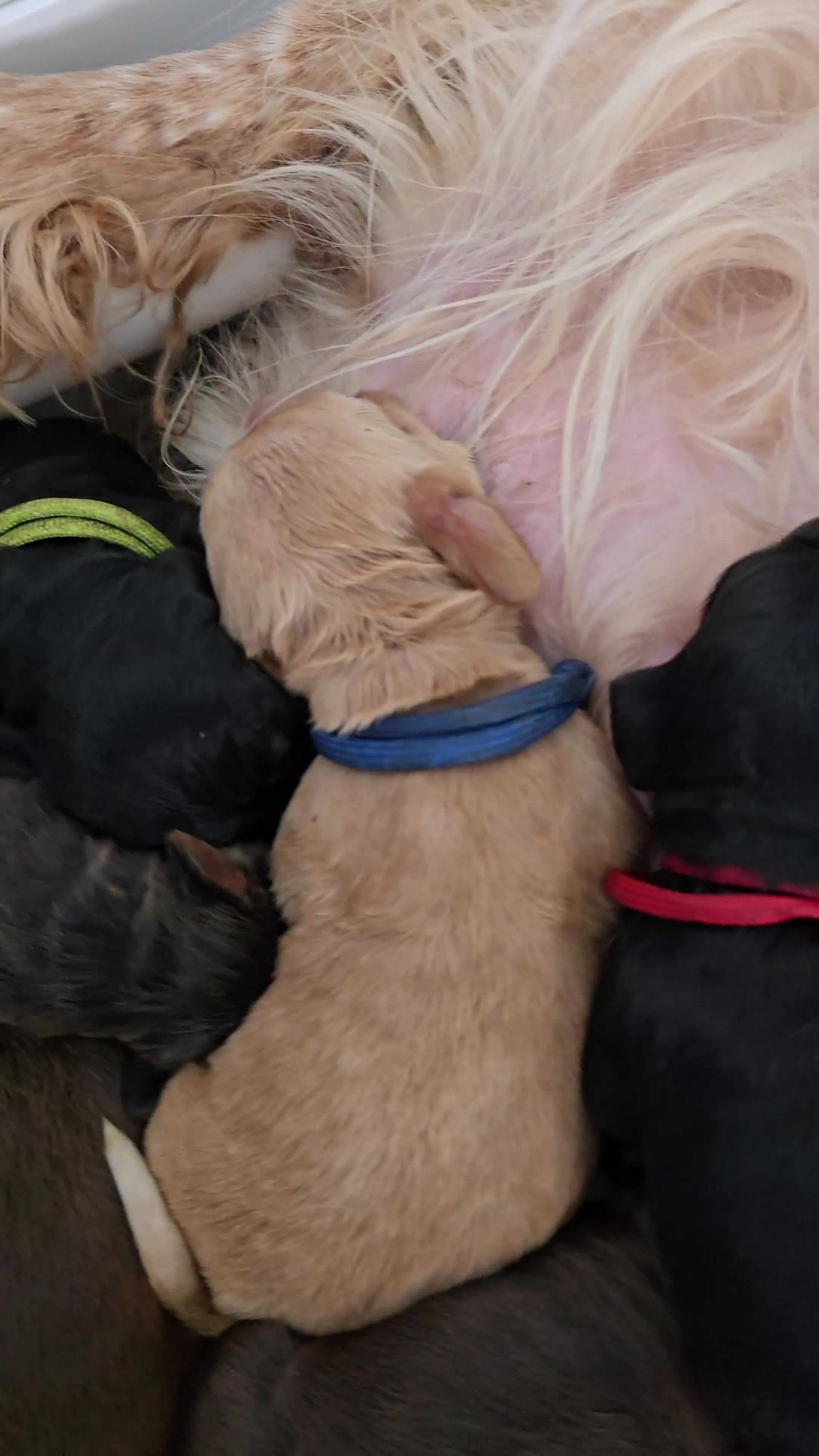 Cocker Spaniel dogs for sale: Beautiful Show Cocker Spaniel KC Reg Puppies - Video 1