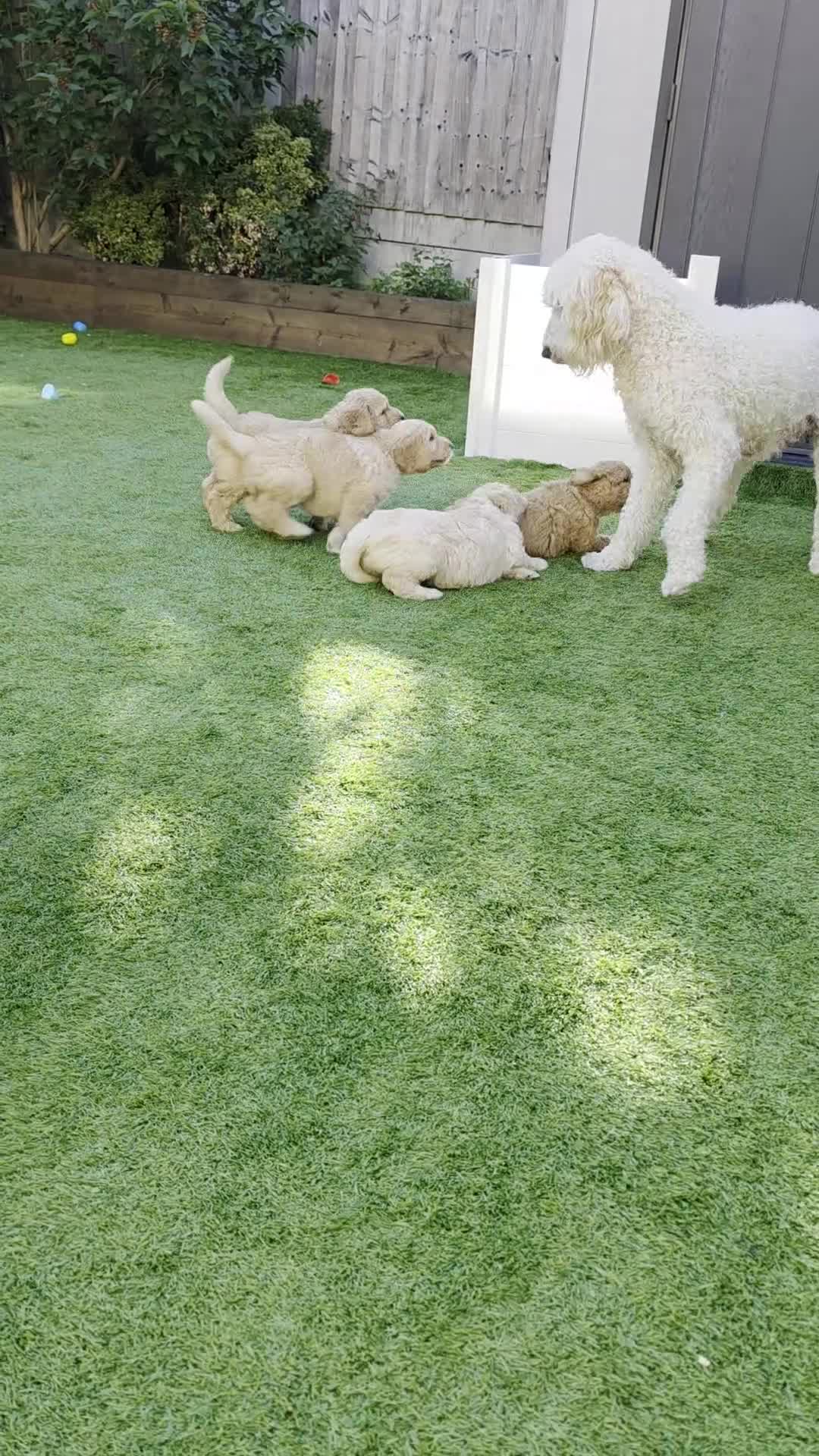 Goldendoodle dogs for sale: 🦮 Adorable F3 Goldendoodle. Parents DNA clear. - Video 1