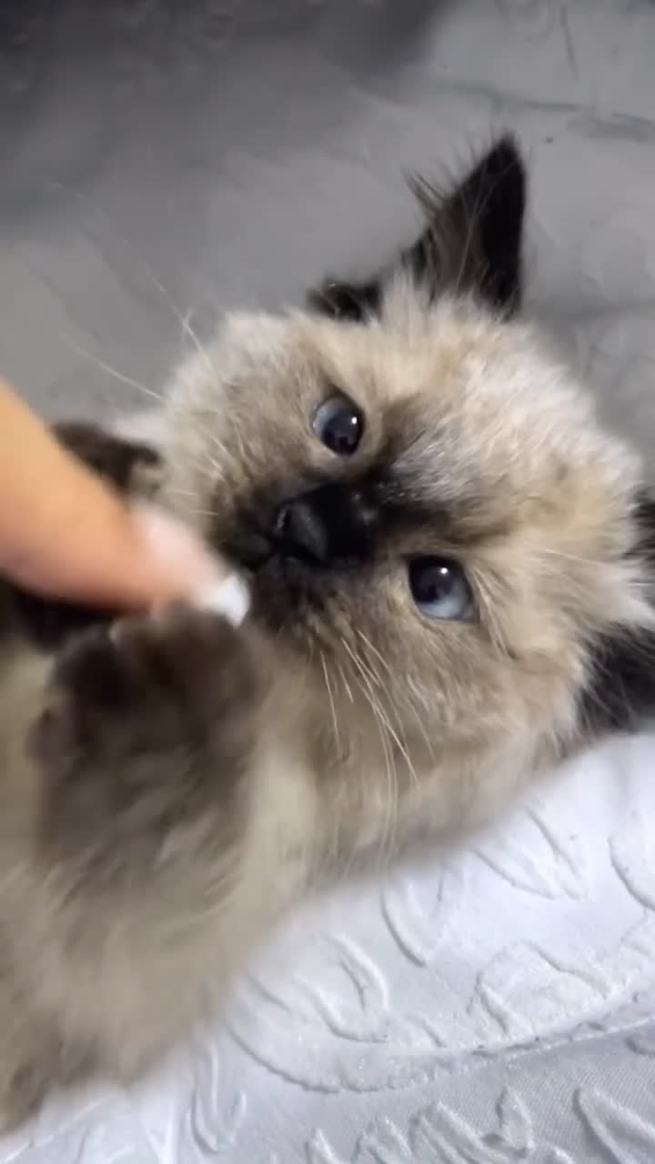 Ragdoll cats for sale: Ragdoll Kittens - Video 4