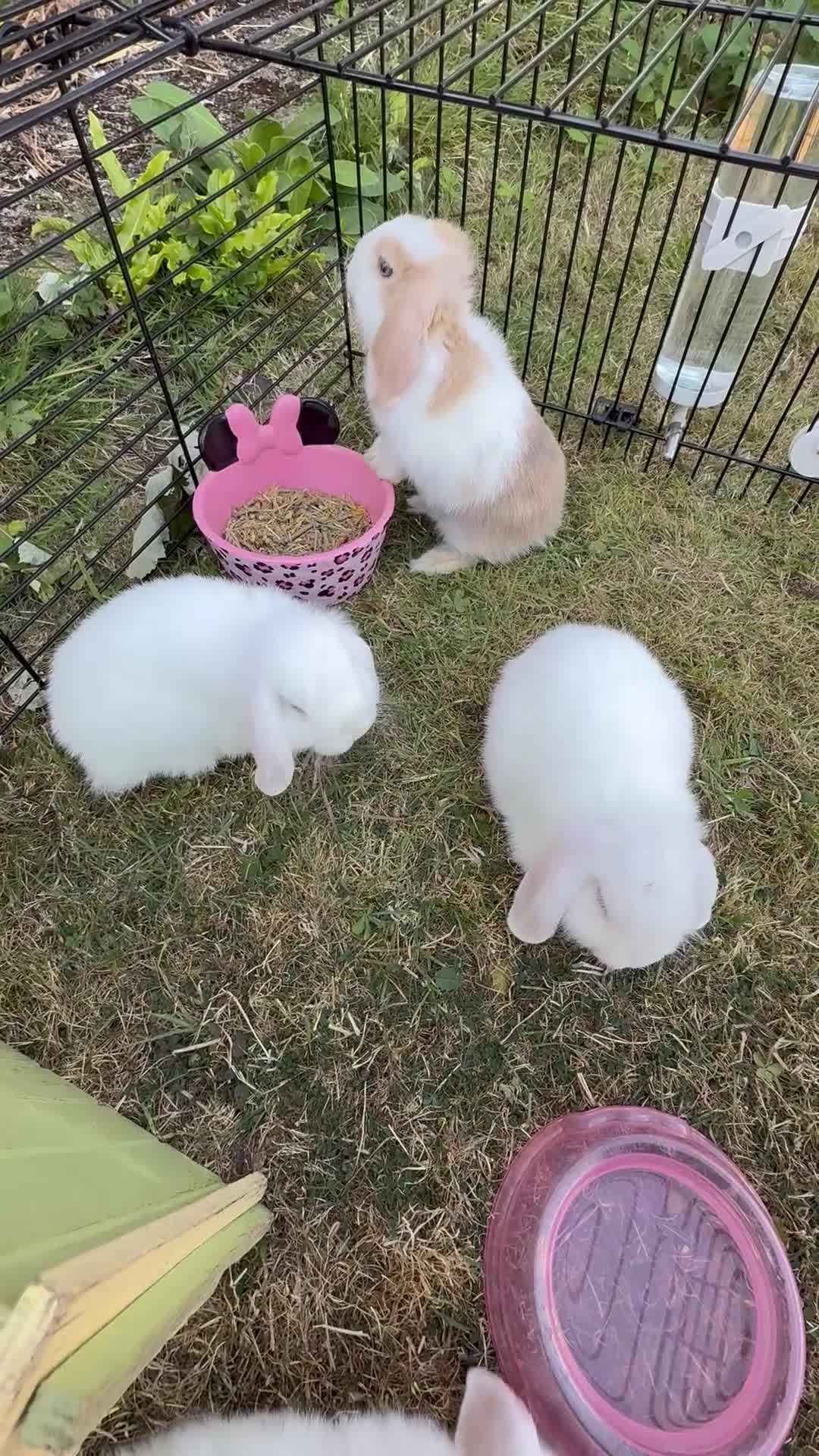 Mini Lop rabbits for sale: 4 mini lops - mixed sex in Sittingbourne - Video 1