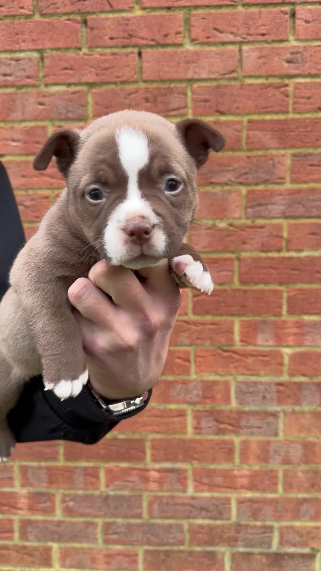 American Bully dogs for sale: American Pocket Bully VERY HIGH QUALITY  - Video 4