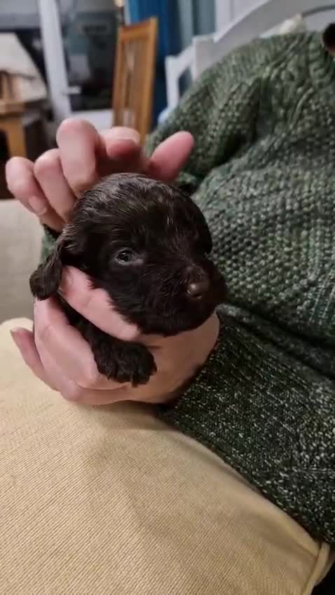 Cockapoo dogs for sale: Gorgeous Cockerpoochons ⭐️ last two boys ⭐️ - Video 2
