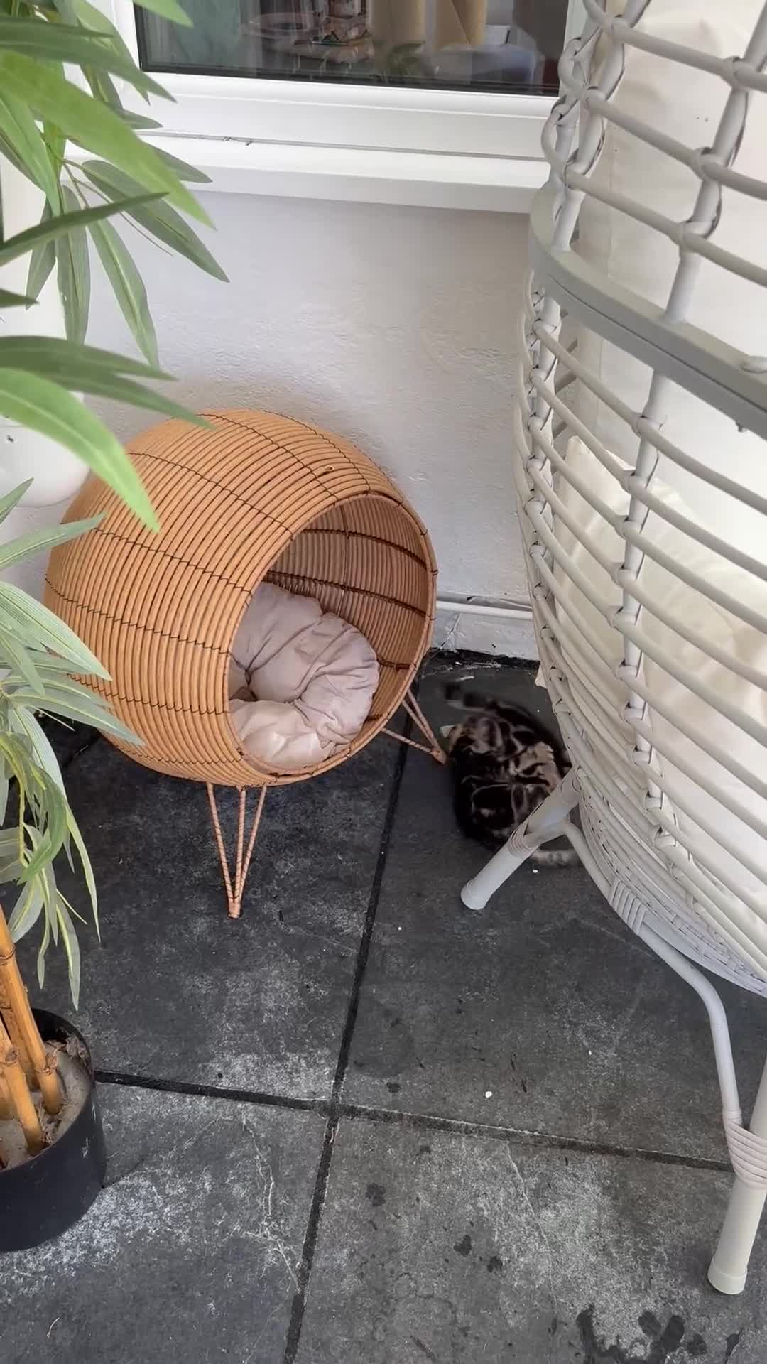 Bengal cats for sale: MARBLED & Spotted BENGALS TiCA Reg 1 kitten left  - Video 5