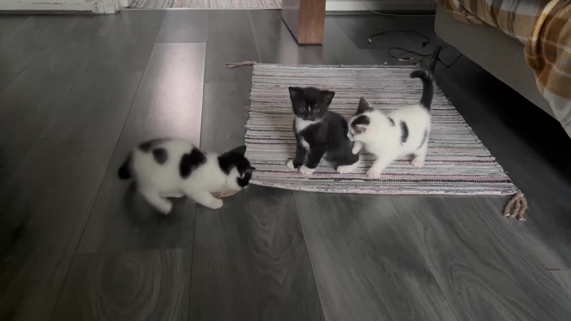 British Shorthair cats for sale: Two girls available  - Video 1