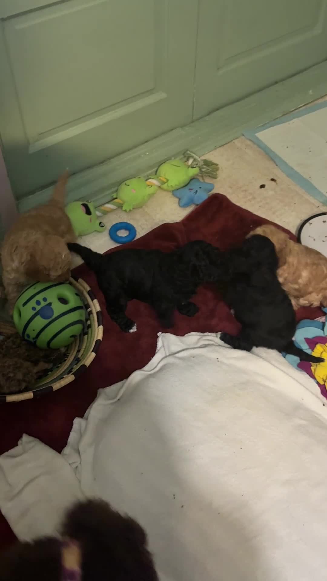 Cockapoo dogs for sale: Real life Teddy Bears! F1B cockapoo miniature - Video 1